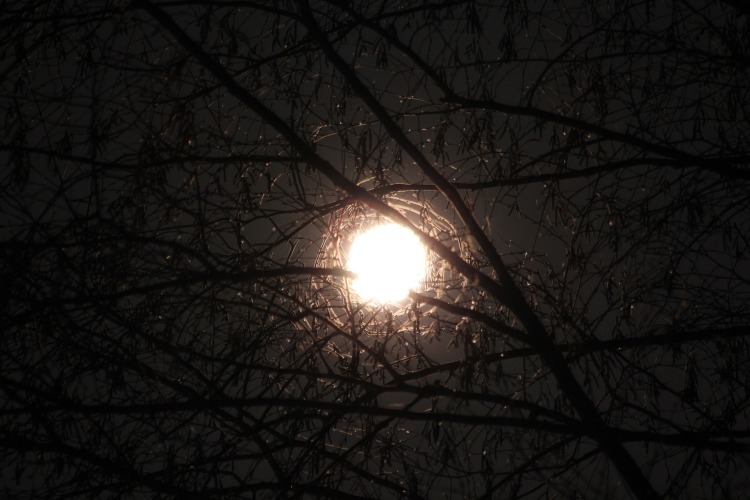 moon-through-branches-1170832_1920
