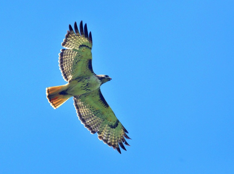 red-tailed-hawk-947416.jpg