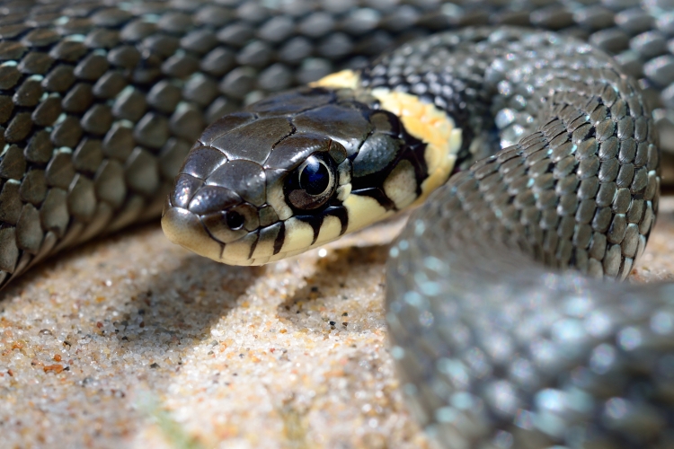 grass snake close-up