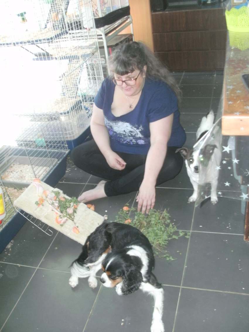 Crazy Update and Rabbit Advice Sought