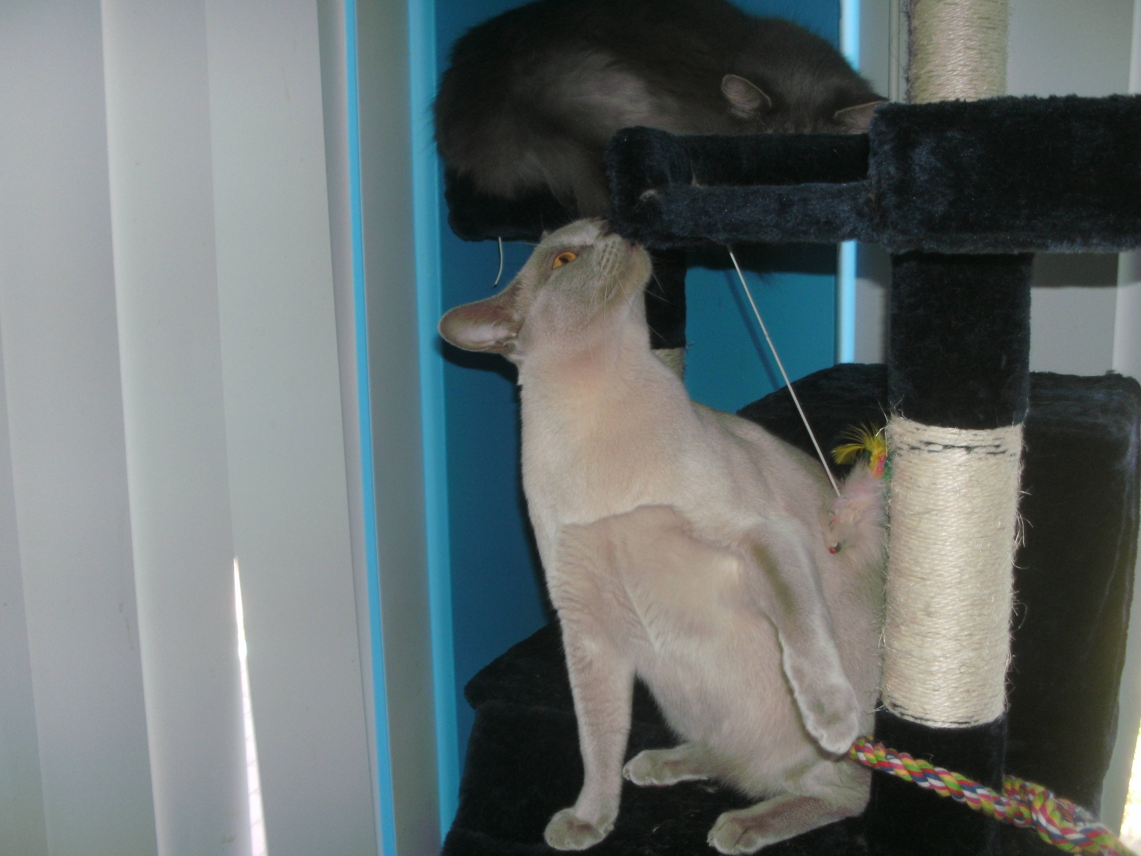 Why is There Cat Hair in My Cup of Tea