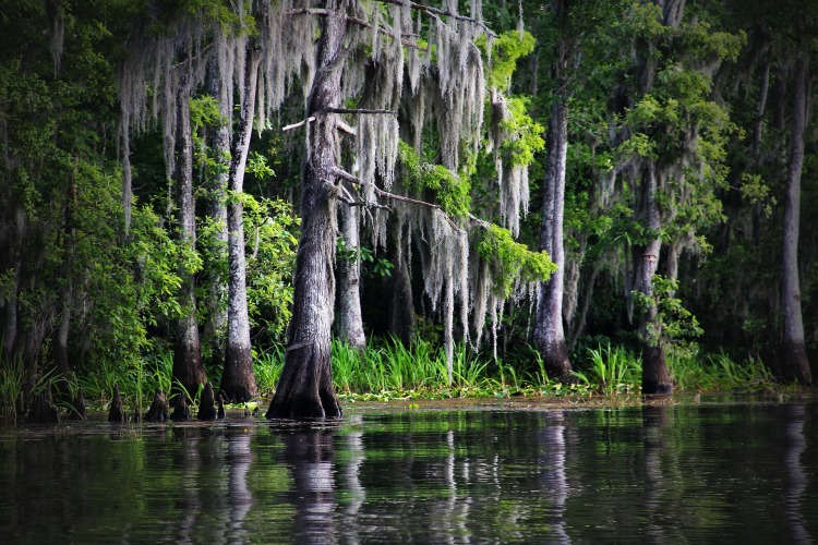 swamp-169168_1920