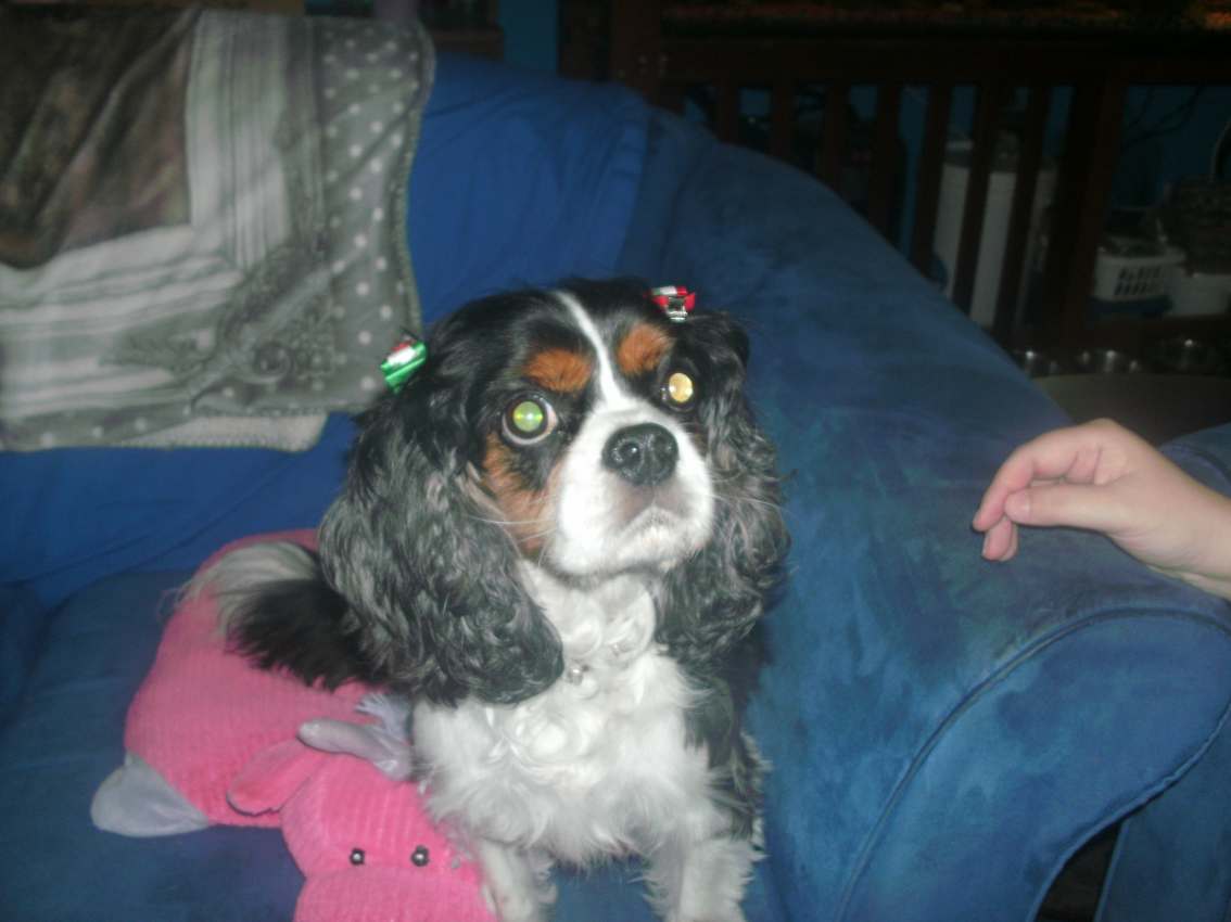 Dogs Can Dance – for Christmas