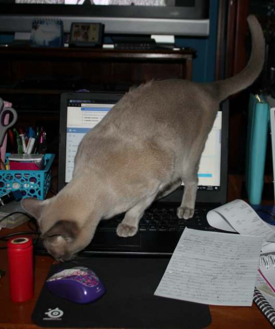 Orion’s Magnanimous Musings!