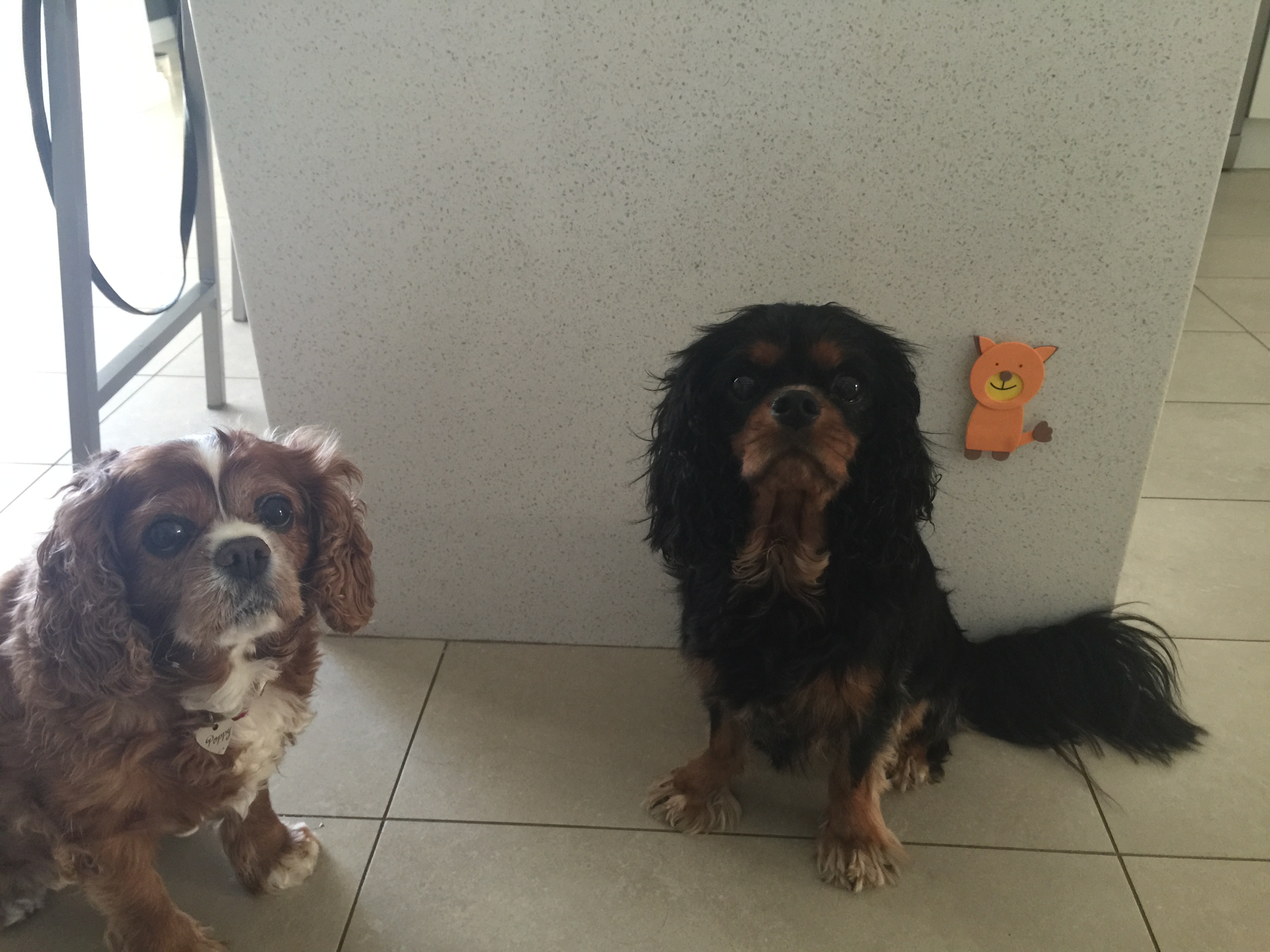 Team Foxie – Foxie’s Continuing Adventures