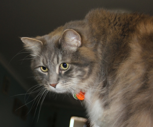 Farewell Beloved Smokie