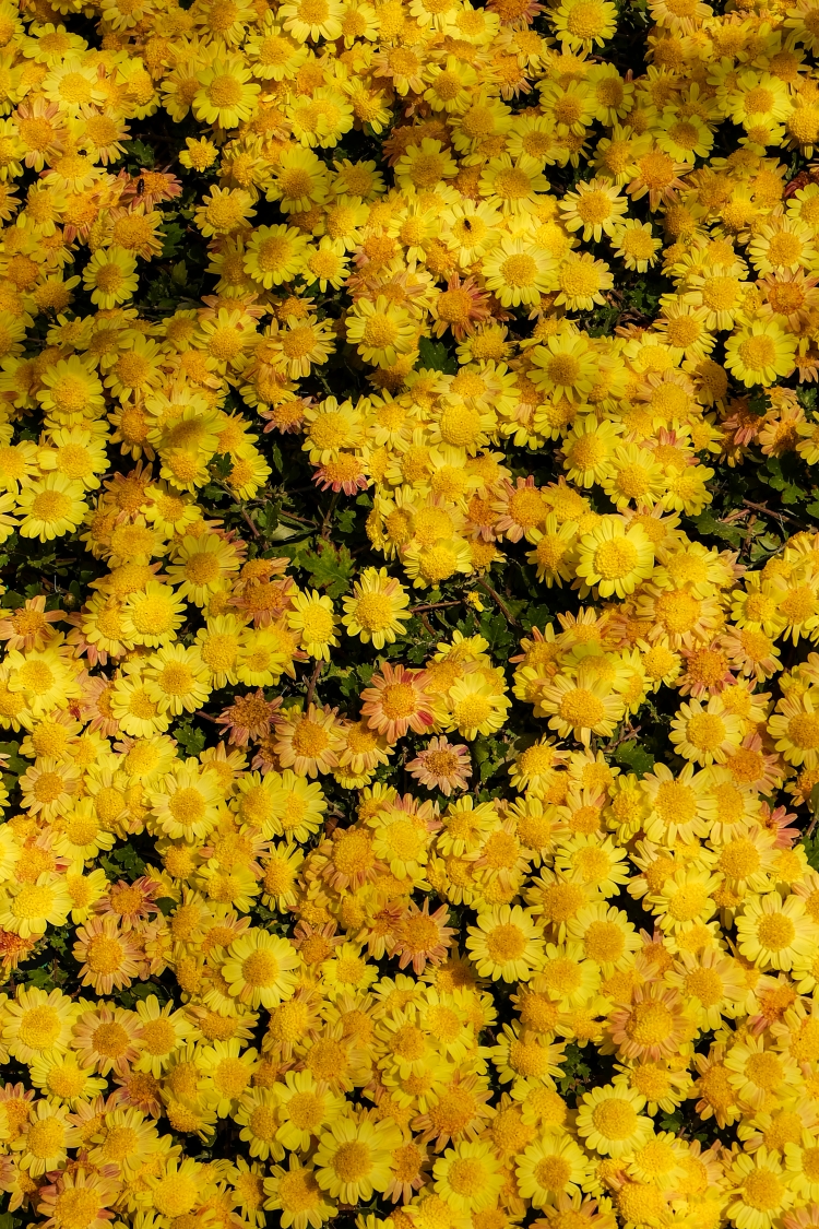 yellow-flower-field-nature-background_rP0gTLk_2Ge.jpg
