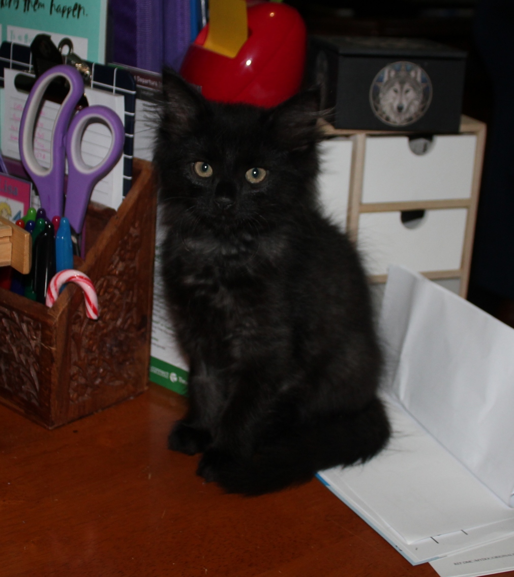 Anubis, Not the Famous One, the Cuddly One.