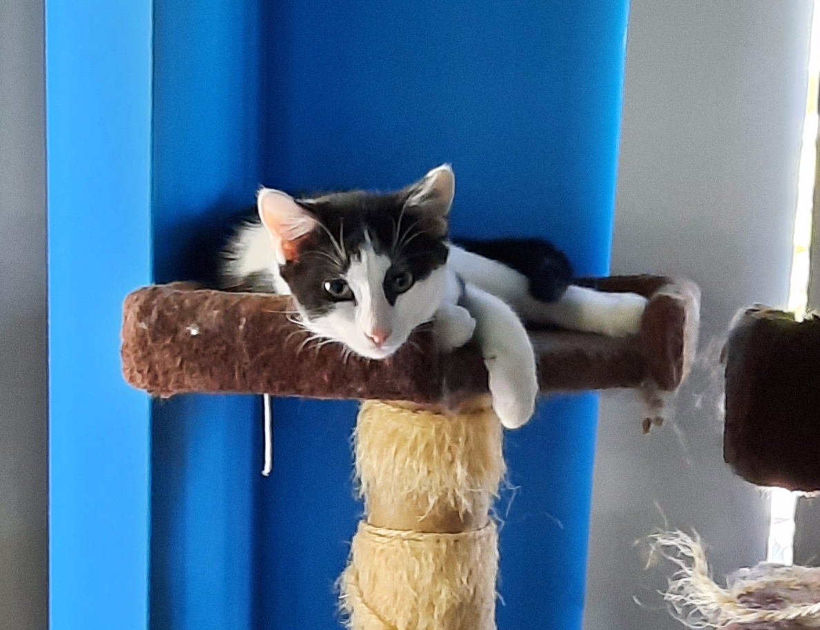 5 Ways Too… New Years… Kitten